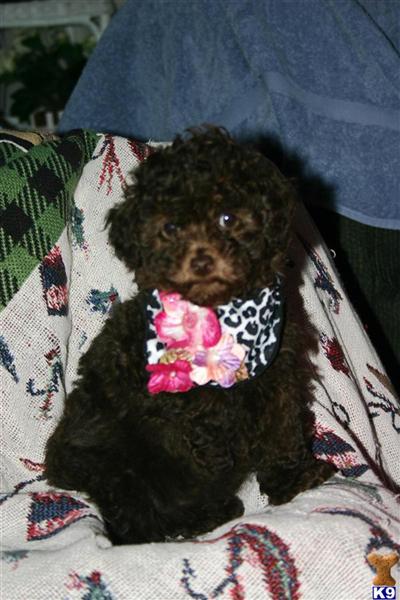 Puppies in Littleton